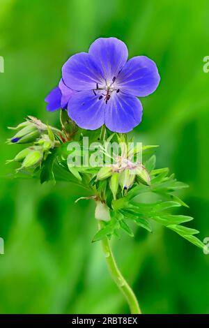 Ein vertikales Bild eines Meadow Crane's-Bill, „Geranium pratense“, der auf einer Wiese im ländlichen Alberta, Kanada, wächst Stockfoto