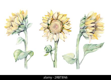 Wasserfarbenes, nahtloses Muster mit Sonnenblumen und Schmetterlingen. Handgezeichnete Illustration Stockfoto