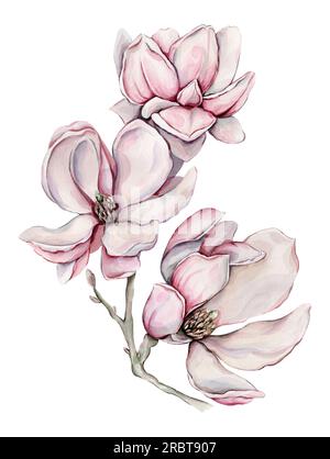Handgezeichnete Aquarelle mit Magnolie. Stockfoto