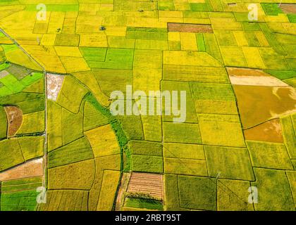 Reife Reisfelder im Bac Son Valley, Vietnam Stockfoto