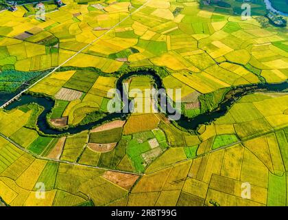 Reife Reisfelder im Bac Son Valley, Vietnam Stockfoto