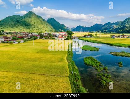 Reife Reisfelder im Bac Son Valley, Vietnam Stockfoto