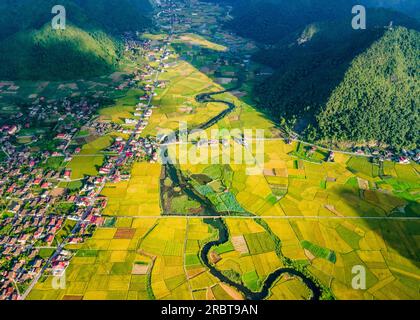 Reife Reisfelder im Bac Son Valley, Vietnam Stockfoto