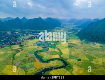 Reife Reisfelder im Bac Son Valley, Vietnam Stockfoto