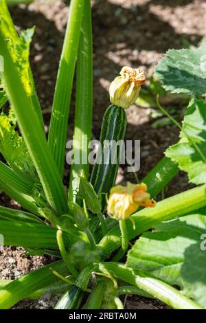„Safari F1" Sommer-Squash, Sommarsquash ( Cucurbita Pepo) Stockfoto