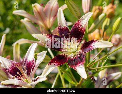 'Tango Cappuccino' Asiatische Lilie, Asiatisk lilja (Lilium asiatica) Stockfoto