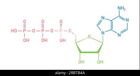 Chemische Struktur des Adenosintriphosphats (ATP) (C10H16N5O13P3) Adeninribose und drei Phosphatgruppen. Chemische Ressourcen für Lehrer und Stu Stock Vektor