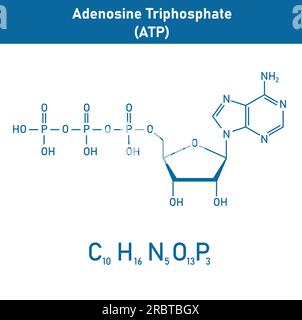 Chemische Struktur des Adenosintriphosphats (ATP) (C10H16N5O13P3) Adeninribose und drei Phosphatgruppen. Chemische Ressourcen für Lehrer und Stu Stock Vektor