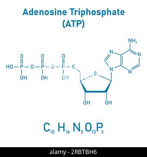 Chemische Struktur des Adenosintriphosphats (ATP) (C10H16N5O13P3) Adeninribose und drei Phosphatgruppen. Chemische Ressourcen für Lehrer und Stu Stock Vektor