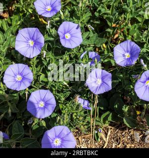 Convolvulus sabatius, der gemahlene blaue-konvolvulus- oder Blausteinbindweed, ist eine in Italien heimische Blumenpflanzenart der Familie Convolvulaceae Stockfoto