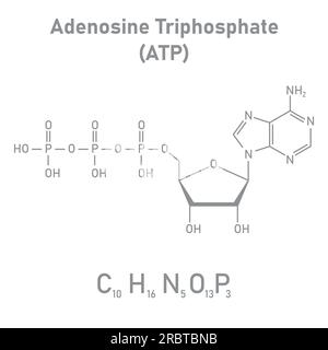 Chemische Struktur des Adenosintriphosphats (ATP) (C10H16N5O13P3) Adeninribose und drei Phosphatgruppen. Chemische Ressourcen für Lehrer und Stu Stock Vektor