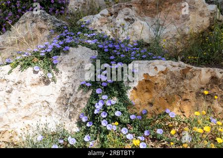 Convolvulus sabatius, der gemahlene blaue-konvolvulus- oder Blausteinbindweed, ist eine in Italien heimische Blumenpflanzenart der Familie Convolvulaceae Stockfoto