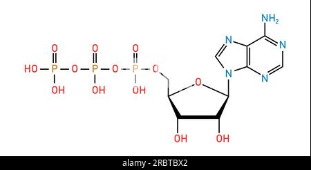 Chemische Struktur des Adenosintriphosphats (ATP) (C10H16N5O13P3) Adeninribose und drei Phosphatgruppen. Chemische Ressourcen für Lehrer und Stu Stock Vektor