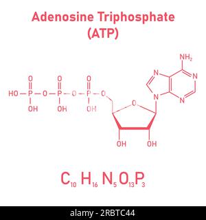 Chemische Struktur des Adenosintriphosphats (ATP) (C10H16N5O13P3) Adeninribose und drei Phosphatgruppen. Chemische Ressourcen für Lehrer und Stu Stock Vektor