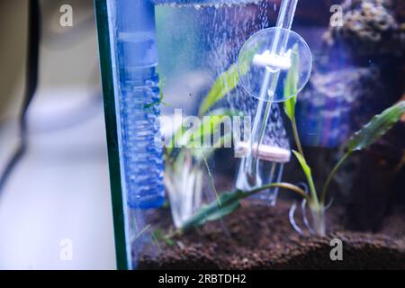 Ein an der Seite des Aquariums installierter co2-Leuchtstoffregler reguliert den co2-Fluss, der das Pflanzenwachstum im Aquascape unterstützt Stockfoto