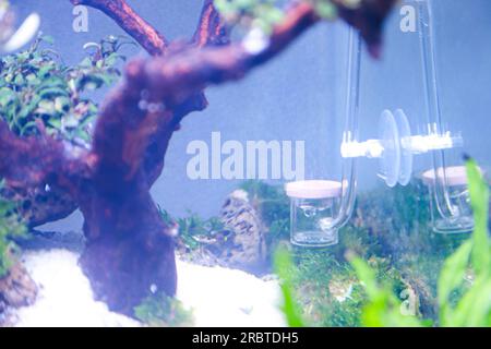 Ein an der Seite des Aquariums installierter co2-Leuchtstoffregler reguliert den co2-Fluss, der das Pflanzenwachstum im Aquascape unterstützt Stockfoto