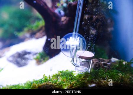 Ein an der Seite des Aquariums installierter co2-Leuchtstoffregler reguliert den co2-Fluss, der das Pflanzenwachstum im Aquascape unterstützt Stockfoto