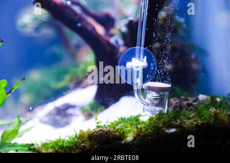 Ein an der Seite des Aquariums installierter co2-Leuchtstoffregler reguliert den co2-Fluss, der das Pflanzenwachstum im Aquascape unterstützt Stockfoto