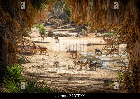 Ein einzigartiger Blick durch das von getrockneten Palmenblättern eingerahmte Fenster der Natur offenbart eine ruhige Szene - Ziegen, Esel und ein Kamel, das in Bashikele Guelta trinkt Stockfoto