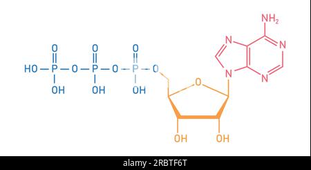 Chemische Struktur des Adenosintriphosphats (ATP) (C10H16N5O13P3) Adeninribose und drei Phosphatgruppen. Chemische Ressourcen für Lehrer und Stu Stock Vektor