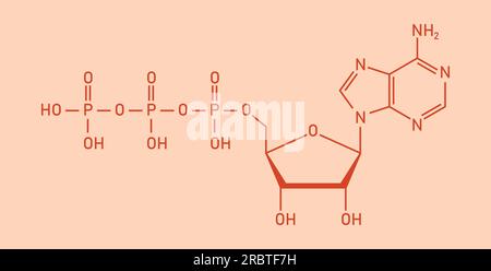 Chemische Struktur des Adenosintriphosphats (ATP) (C10H16N5O13P3) Adeninribose und drei Phosphatgruppen. Chemische Ressourcen für Lehrer und Stu Stock Vektor