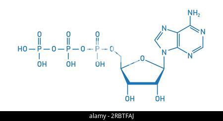 Chemische Struktur des Adenosintriphosphats (ATP) (C10H16N5O13P3) Adeninribose und drei Phosphatgruppen. Chemische Ressourcen für Lehrer und Stu Stock Vektor