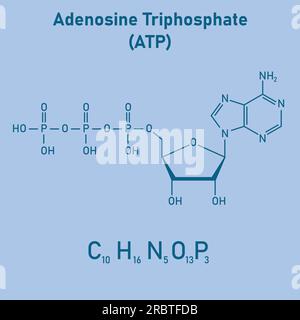Chemische Struktur des Adenosintriphosphats (ATP) (C10H16N5O13P3) Adeninribose und drei Phosphatgruppen. Chemische Ressourcen für Lehrer und Stu Stock Vektor