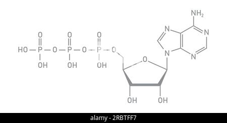 Chemische Struktur des Adenosintriphosphats (ATP) (C10H16N5O13P3) Adeninribose und drei Phosphatgruppen. Chemische Ressourcen für Lehrer und Stu Stock Vektor