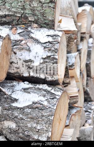 Silberbirkenholz, Silberbirken-(Holz-)betula-Ast, weiße schwarze rissige Oberfläche, gehackter Birkenbaum, Holzstamm, Stockfoto