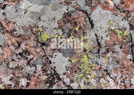 Graue und grüne Flechten wachsen auf rotem Granitstein, natürliche Hintergrundstruktur Stockfoto