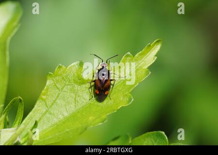 Nahaufnahme der Rotfleckenkäfer (Deraeocoris ruber). Stamm Deraeocorini. Unterfamilie Deraeocorinae. Familienpflanzenkäfer, Miridae. Auf einem Blatt. Juli, Sommer. Stockfoto