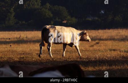 Klockenhagen, Deutschland. 11. Juli 2023. Früh am Morgen grasen Kühe auf einer Weide, die nicht mehr grün aussieht. Die warmen Sommertage sind auch hart für die Weidevieh. Kredit: Bernd Wüstneck/dpa/Alamy Live News Stockfoto