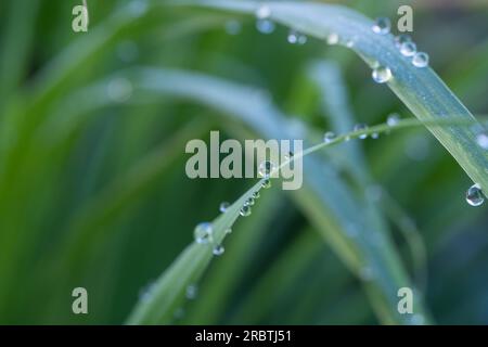 Tautropfen auf grünem Gras in der Natur Stockfoto