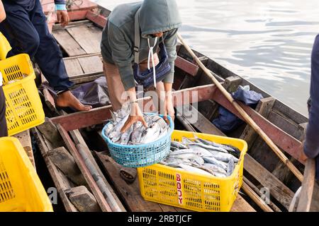 Lampung, Indonesien, Juni 17 2023: Fischer sortieren Fische in Körben. Frischer Fisch in Körben, frisch aus dem Meer gefangen und auf der Fischauktion in Indon verkauft Stockfoto