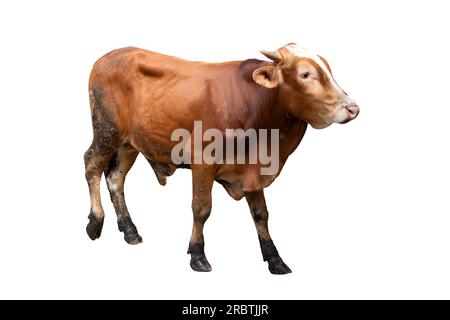 Hereford-Rinderkuh isoliert auf weißem Hintergrund Stockfoto