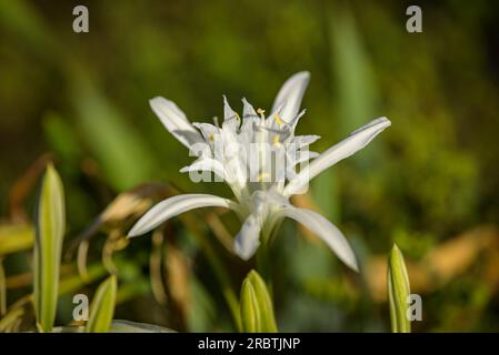 Madonna Lily (Lilium candidum) in den natürlichen Küstendünen von Cala Vinya, in Salou (Tarragona, Katalonien, Spanien) ESP: Azucenas (Lilium candidum) Stockfoto