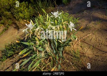 Madonna Lily (Lilium candidum) in den natürlichen Küstendünen von Cala Vinya, in Salou (Tarragona, Katalonien, Spanien) ESP: Azucenas (Lilium candidum) Stockfoto