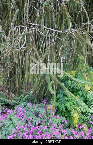 Schlangenzweig Fichte, Hängen, Äste, Weinen, Fichte, Baum, Fichte, Picea abies „Virgata“ Geranium Blüten Stockfoto