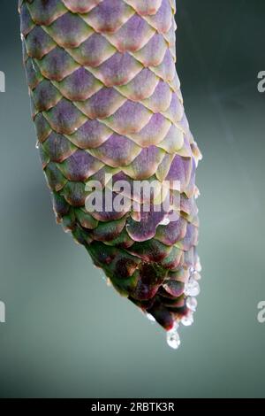 Schlangenfichtenzapfen SAP Nahaufnahme, Muster, Picea abies „Virgata“ Stockfoto
