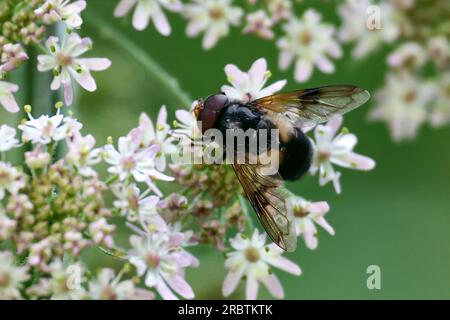 Eine Pelluzidfliege auf weißen Blumen Stockfoto