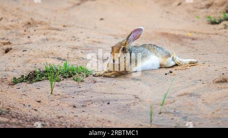 Der Hase mit schwarzem Nacken (Lepus nigricollis) ruht auf dem Sand im Yala-Nationalpark, Sri Lanka. Stockfoto