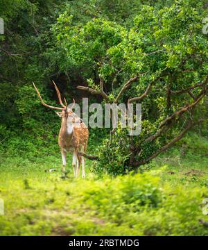 Wunderschöne männliche Sri-lankische Achsenhirsche im Yala-Nationalpark. Üppige grüne Landschaft. Stockfoto