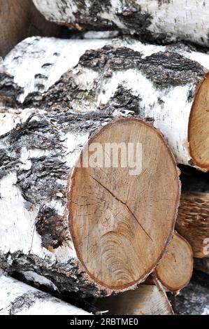 Silberbirkenholz, Silberbirken-(Holz-)betula-Ast, weiße schwarze rissige Oberfläche, gehackter Birkenbaum, Holzstamm, Stockfoto