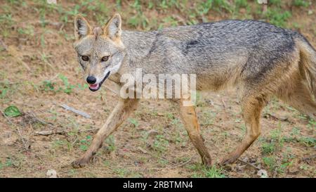 Sri Lanka wilder Schakal aus nächster Nähe Porträtfoto, ein wunderschöner goldener Schakal in der Trockenzone des Yala-Nationalparks. Stockfoto