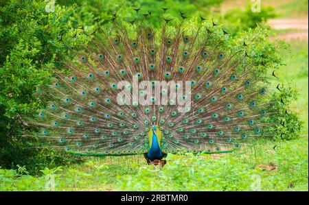 Das Werben mit elegantem männlichen Pfau, schillerndes, farbenfrohes Schwanzfedermuster, wunderschöner Tanz männlicher indischer Pfaue im Yala-Nationalpark, Stockfoto