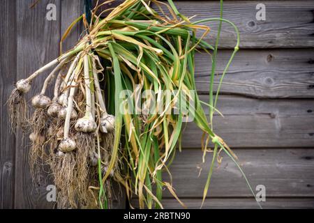 Vor kurzem gegraben, Knoblauch getrocknet. Stockfoto