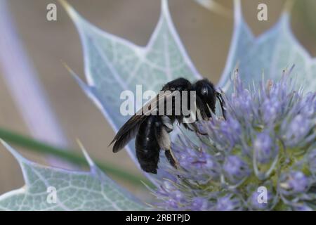 Natürliche Nahaufnahme der seltenen und endrangrierten Black Mining Bee, Andrena pilipes, auf einem blauen Seaside Eryngo, Eryngium maritimum Stockfoto