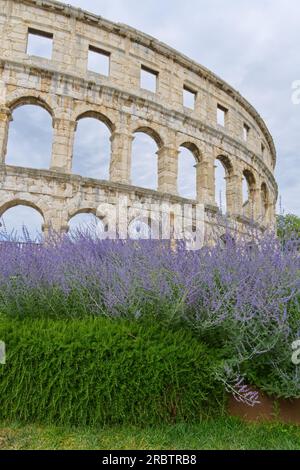 Römisches Amphitheater das kolosseum in Pula, Kroatien, Europa mit einem wunderschönen Lavendel-Blick Stockfoto