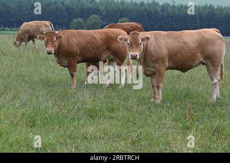 Sankt Vith, Belgien. 02. Juli 2023. Braune Kühe stehen auf einem Weg. Kredit: Horst Galuschka/dpa/Alamy Live News Stockfoto
