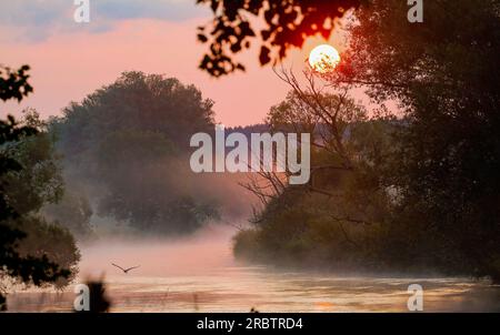 Riedlingen, Deutschland. 11. Juli 2023. Ein grauer Reiher fliegt über die Donau, während im Hintergrund die Sonne im Morgennebel aufgeht. Kredit: Thomas Warnack/dpa/Alamy Live News Stockfoto